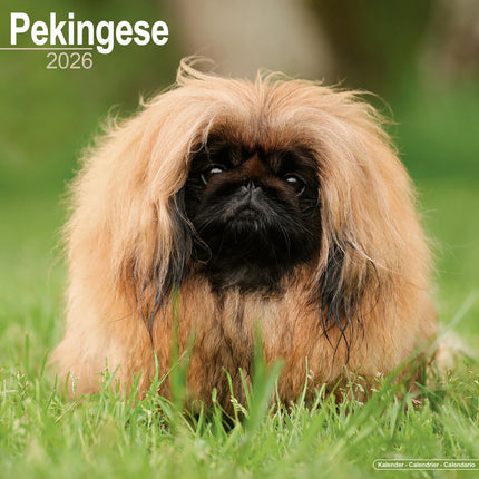 Avonside Pekingees Kalender 2026