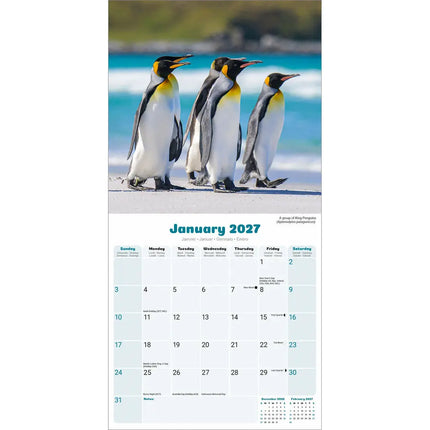 Avonside Pinguin Kalender 2027