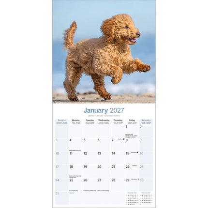 Avonside Poedel Kalender 2027
