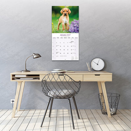 Avonside Pointer Kalender 2027