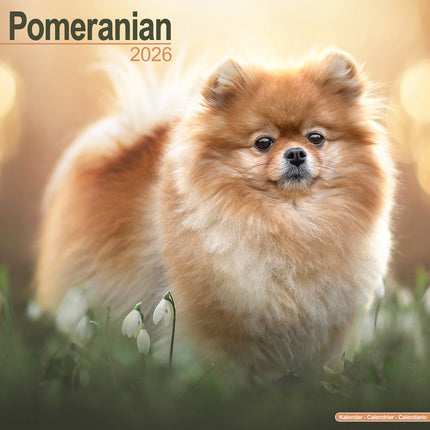 Avonside Pomeranian Kalender 2027