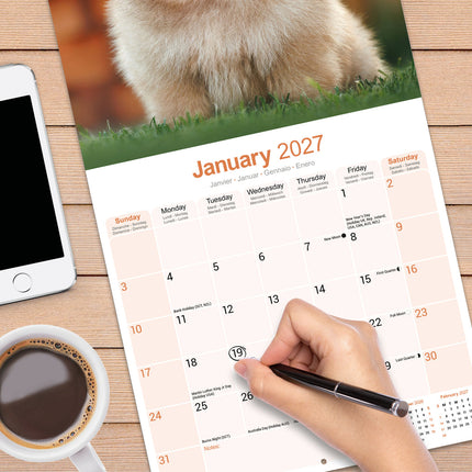 Avonside Pomeranian Kalender 2027