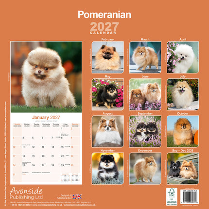 Avonside Pomeranian Kalender 2027