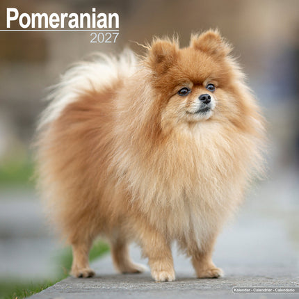 Avonside Pomeranian Kalender 2027