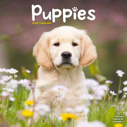 Avonside Puppies Kalender 2026