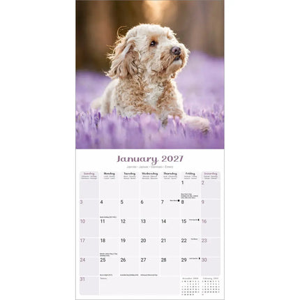 Avonside Puppies Kalender 2027