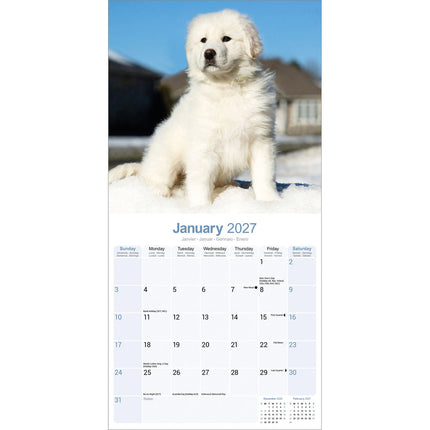 Avonside Pyreneese Berghond Kalender 2027