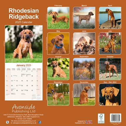 Avonside Rhodesian Ridgeback Kalender 2025