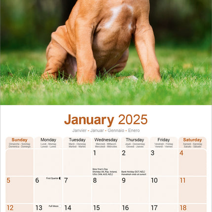 Avonside Rhodesian Ridgeback Kalender 2025
