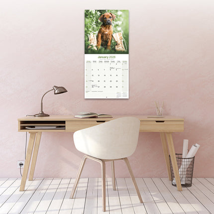 Avonside Rhodesian Ridgeback Kalender 2026