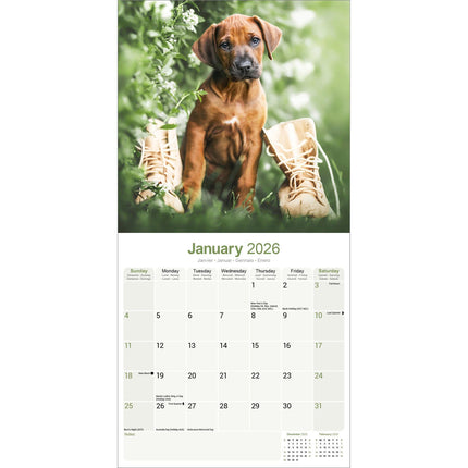 Avonside Rhodesian Ridgeback Kalender 2026