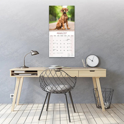 Avonside Rhodesian Ridgeback Kalender 2027
