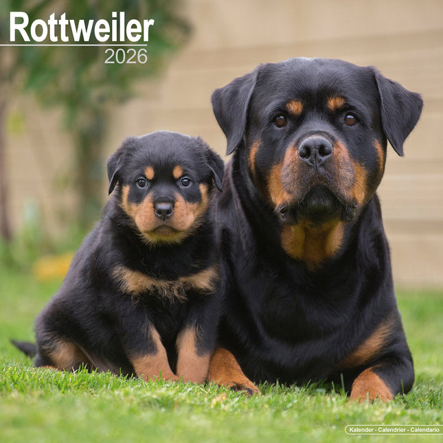Avonside Rottweiler Kalender 2026