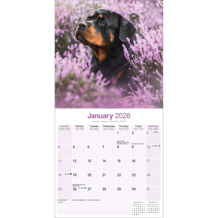 Avonside Rottweiler Kalender 2027