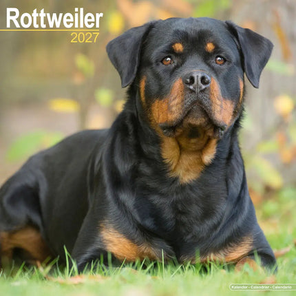Avonside Rottweiler Kalender 2027