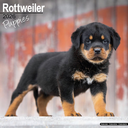 Avonside Rottweiler Puppies Kalender 2027