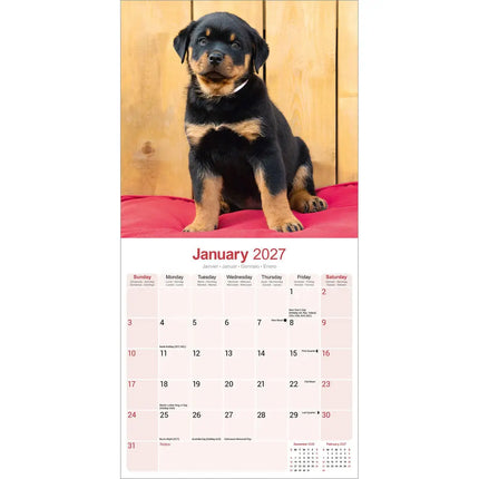 Avonside Rottweiler Puppies Kalender 2027