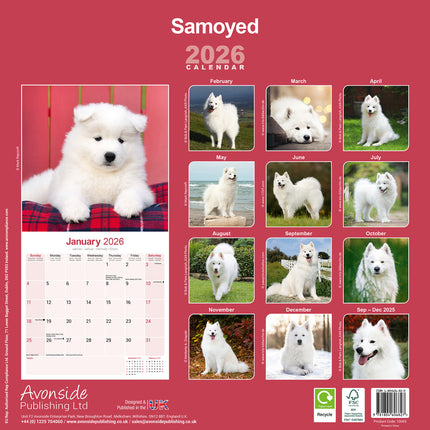 Avonside Samojeed Kalender 2026
