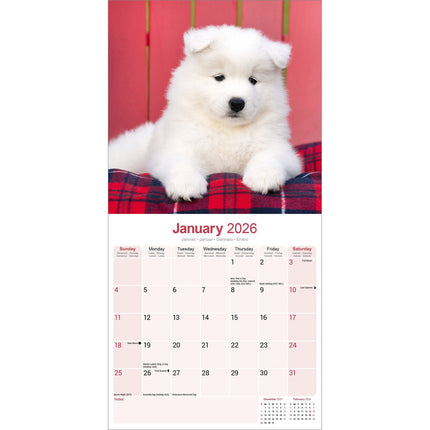 Avonside Samojeed Kalender 2026