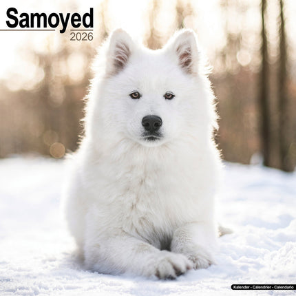 Avonside Samojeed Kalender 2026