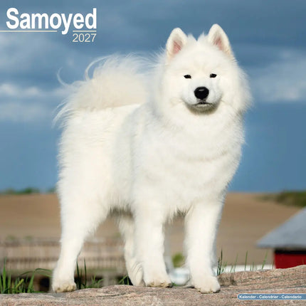 Avonside Samojeed Kalender 2027