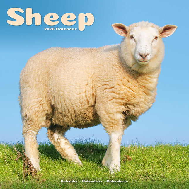 Avonside Schapen Kalender 2026