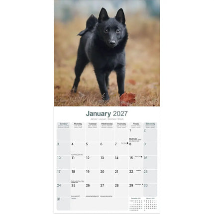 Avonside Schipperke Kalender 2027