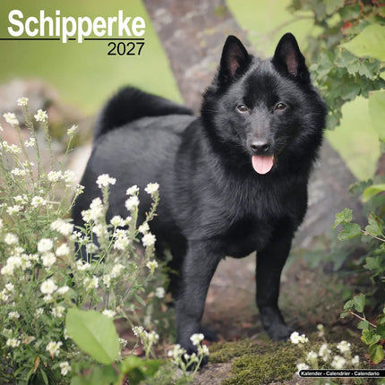 Avonside Schipperke Kalender 2027