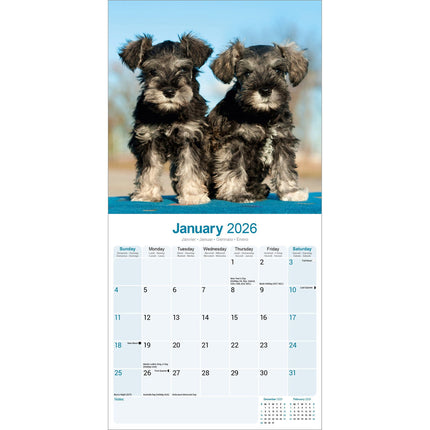 Avonside Schnauzer Kalender 2026
