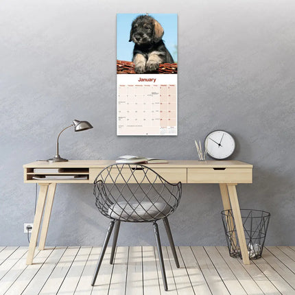Avonside Schnauzer Kalender 2027