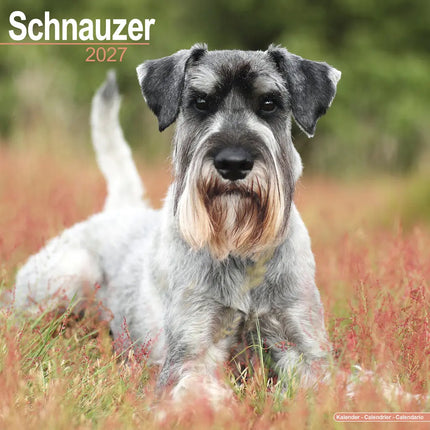 Avonside Schnauzer Kalender 2027