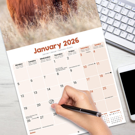 Avonside Schotse Hooglanders Kalender 2026