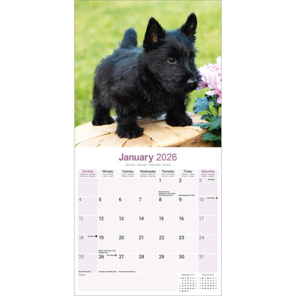 Avonside Schotse Terrier Kalender 2026