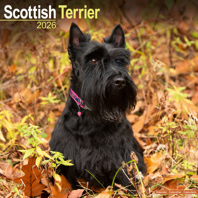 Avonside Schotse Terrier Kalender 2026