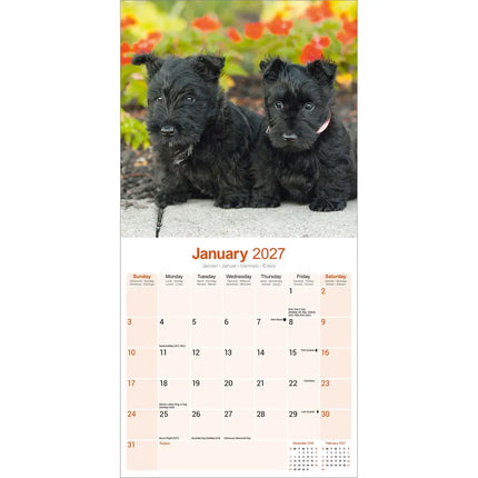 Avonside Schotse Terrier Kalender 2027