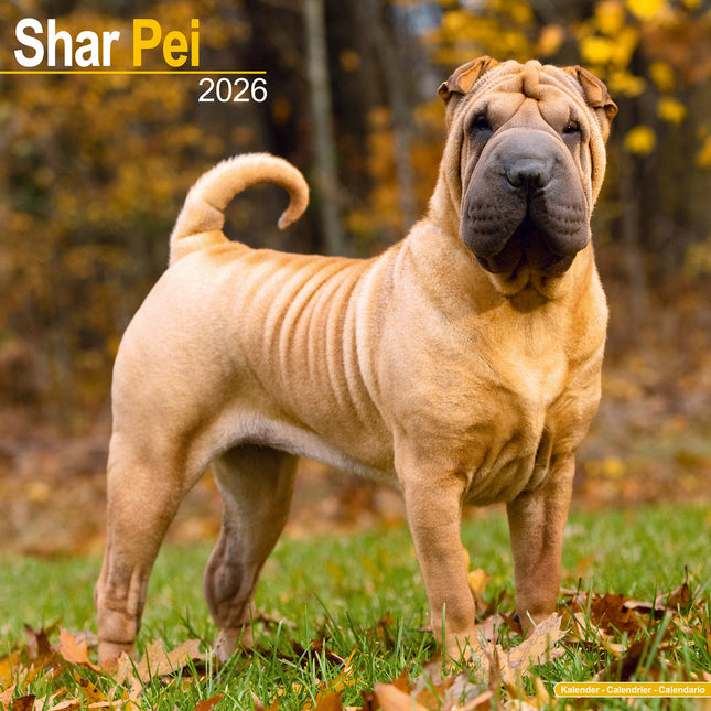 Avonside Shar Pei Kalender 2026