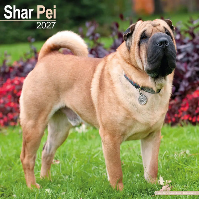Avonside Shar Pei Kalender 2027
