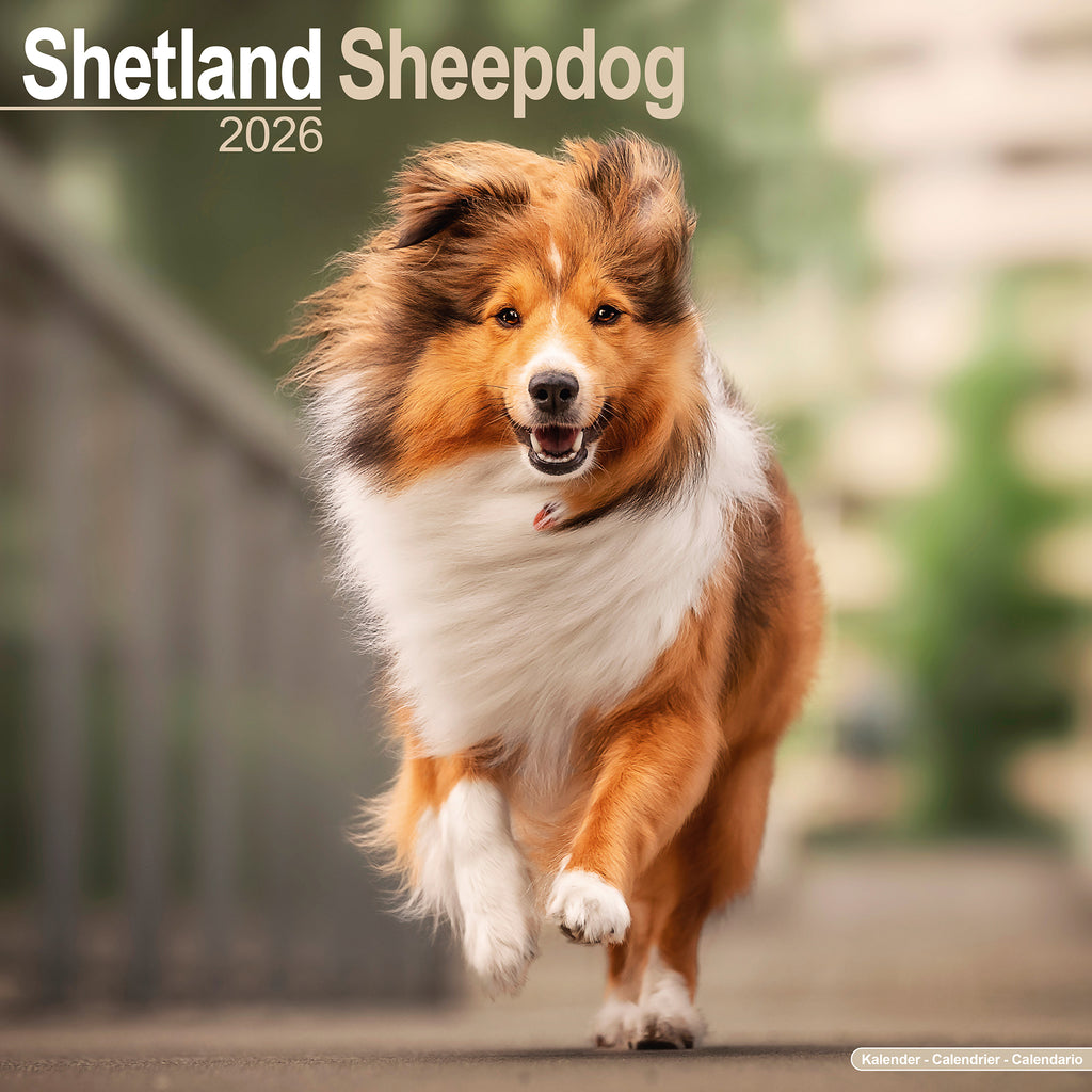 Sheltie Sheepdog Shetland Sheepdog Dog Isolated On White