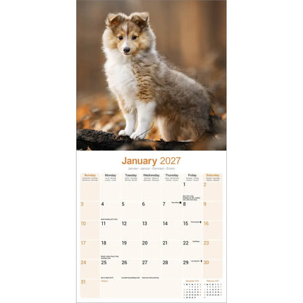 Avonside Shetland Sheepdog Kalender 2027