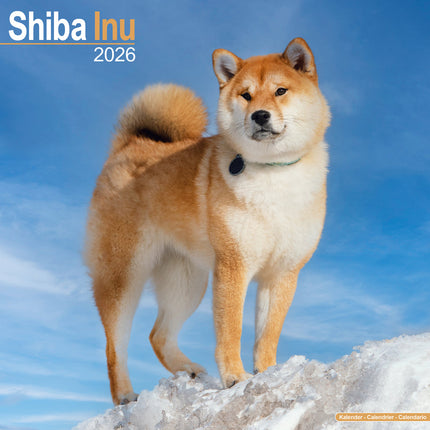 Avonside Shiba Inu Kalender 2026