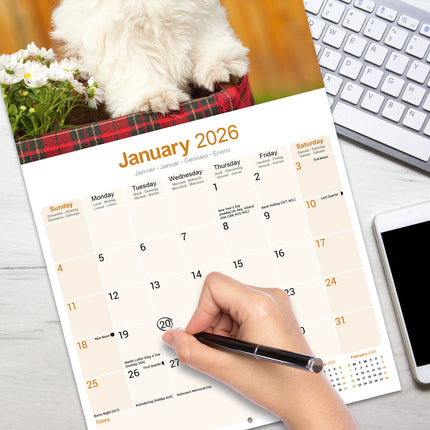 Avonside Shih Tzu Kalender 2026