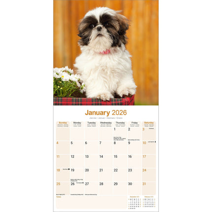 Avonside Shih Tzu Kalender 2026