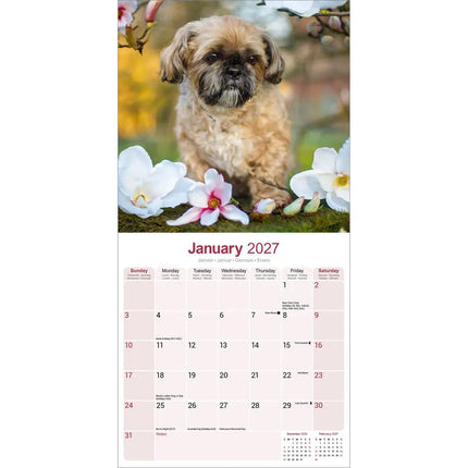 Avonside Shih Tzu Kalender 2027