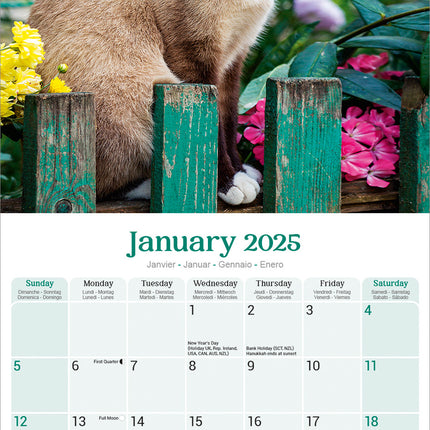 Avonside Siamees Kalender 2025