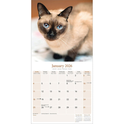Avonside Siamees Kalender 2026