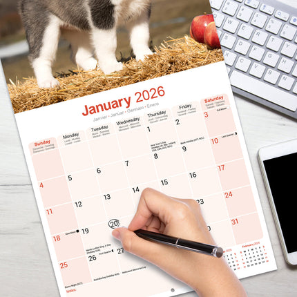 Avonside Siberian Husky Kalender 2026