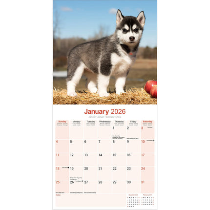 Avonside Siberian Husky Kalender 2026