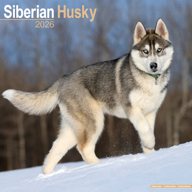 Avonside Siberian Husky Kalender 2026