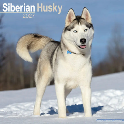 Avonside Siberian Husky Kalender 2027