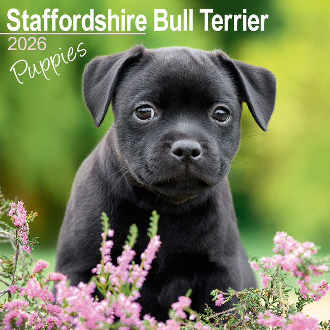 Avonside Staffordshire Bull Terrier Puppies Kalender 2026